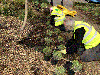 Planting in April 2021